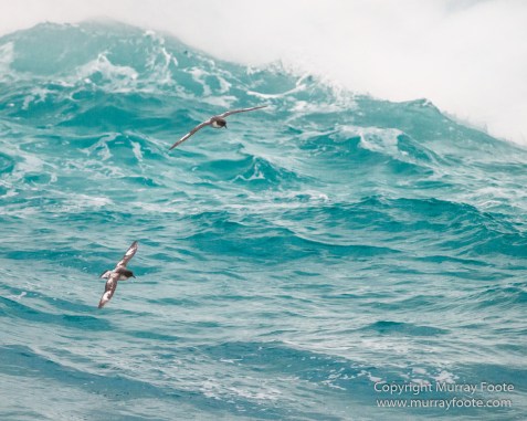 Cape Petrel, Chinstrap penguins, Drygalski Fjord, Icebergs, Landscape, Nature, Photography, seascape, Snow Petrel, South Georgia, Travel, Wilderness, Wildlife