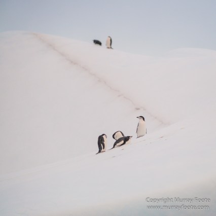 Cape Petrel, Chinstrap penguins, Drygalski Fjord, Icebergs, Landscape, Nature, Photography, seascape, Snow Petrel, South Georgia, Travel, Wilderness, Wildlife