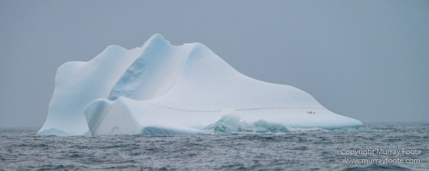 Cape Petrel, Chinstrap penguins, Drygalski Fjord, Icebergs, Landscape, Nature, Photography, seascape, Snow Petrel, South Georgia, Travel, Wilderness, Wildlife