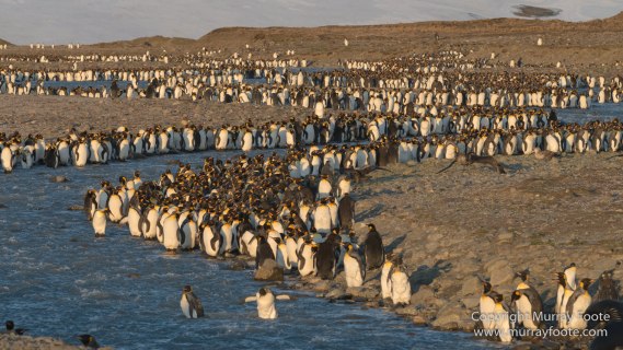 Elephant seals, King Penguins, Landscape, Nature, Photography, seascape, South Georgia, Travel, Wilderness, Wildlife