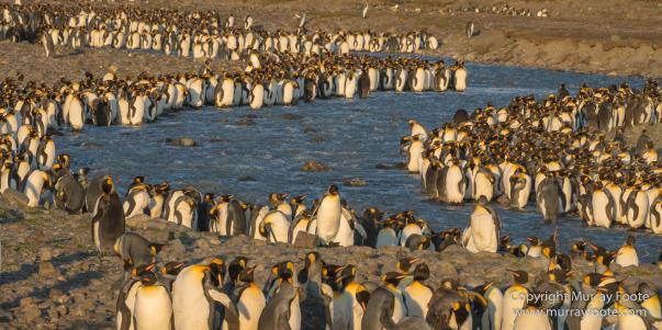 Elephant seals, King Penguins, Landscape, Nature, Photography, seascape, South Georgia, Travel, Wilderness, Wildlife