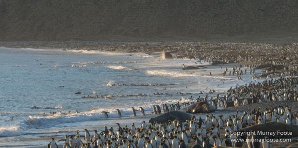 Elephant seals, King Penguins, Landscape, Nature, Photography, seascape, South Georgia, Travel, Wilderness, Wildlife