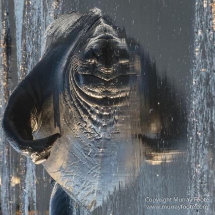 Elephant seals, King Penguins, Landscape, Nature, Photography, seascape, South Georgia, Travel, Wilderness, Wildlife