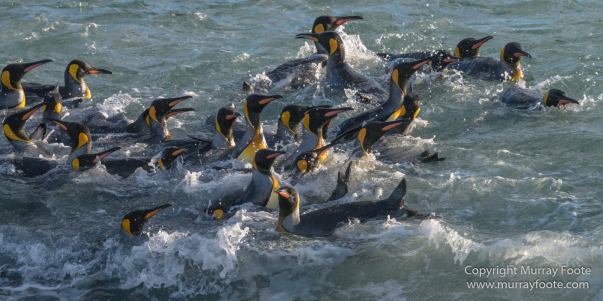 Elephant seals, King Penguins, Landscape, Nature, Photography, seascape, South Georgia, Travel, Wilderness, Wildlife