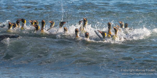 Elephant seals, King Penguins, Landscape, Nature, Photography, seascape, South Georgia, Travel, Wilderness, Wildlife