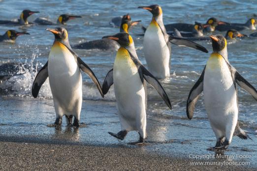 Elephant seals, King Penguins, Landscape, Nature, Photography, seascape, South Georgia, Travel, Wilderness, Wildlife