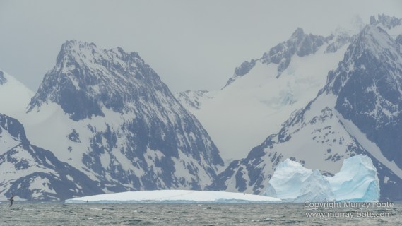Drygalski Fjord, Icebergs, Landscape, Nature, Photography, seascape, South Georgia, Travel, Wilderness