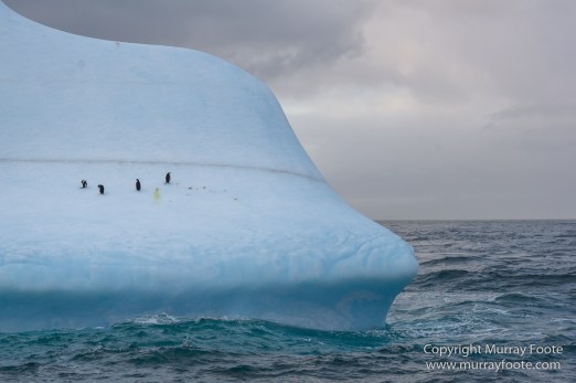 Cape Petrel, Chinstrap penguins, Drygalski Fjord, Icebergs, Landscape, Nature, Photography, seascape, Snow Petrel, South Georgia, Travel, Wilderness, Wildlife