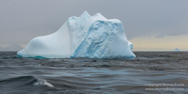 Cape Petrel, Chinstrap penguins, Drygalski Fjord, Icebergs, Landscape, Nature, Photography, seascape, Snow Petrel, South Georgia, Travel, Wilderness, Wildlife