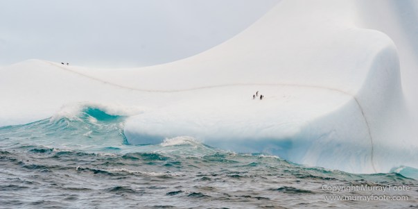 Cape Petrel, Chinstrap penguins, Drygalski Fjord, Icebergs, Landscape, Nature, Photography, seascape, Snow Petrel, South Georgia, Travel, Wilderness, Wildlife