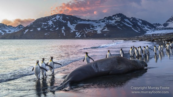 Elephant seals, King Penguins, Landscape, Nature, Photography, seascape, South Georgia, Travel, Wilderness, Wildlife