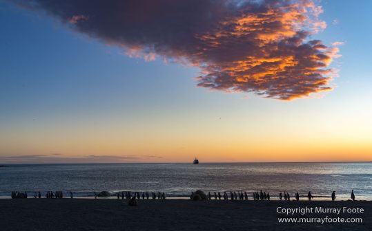 Elephant seals, King Penguins, Landscape, Nature, Photography, seascape, South Georgia, Travel, Wilderness, Wildlife