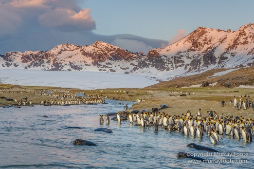 Elephant seals, King Penguins, Landscape, Nature, Photography, seascape, South Georgia, Travel, Wilderness, Wildlife