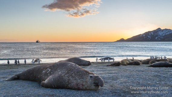 Elephant seals, King Penguins, Landscape, Nature, Photography, seascape, South Georgia, Travel, Wilderness, Wildlife
