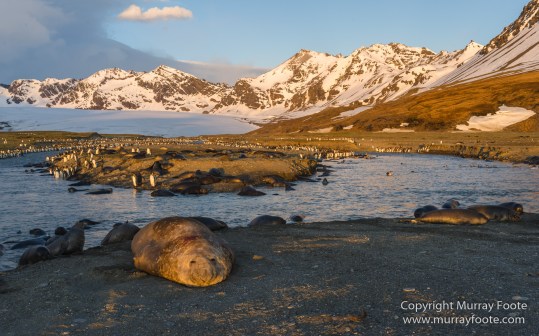 Elephant seals, King Penguins, Landscape, Nature, Photography, seascape, South Georgia, Travel, Wilderness, Wildlife