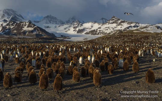 Elephant seals, King Penguins, Landscape, Nature, Photography, seascape, South Georgia, Travel, Wilderness, Wildlife