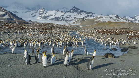 Elephant seals, King Penguins, Landscape, Nature, Photography, seascape, South Georgia, Travel, Wilderness, Wildlife
