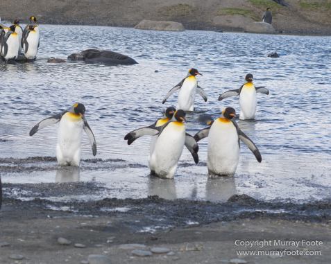 Elephant seals, King Penguins, Landscape, Nature, Photography, seascape, South Georgia, Travel, Wilderness, Wildlife