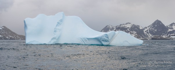 Cape Petrel, Chinstrap penguins, Drygalski Fjord, Icebergs, Landscape, Nature, Photography, seascape, Snow Petrel, South Georgia, Travel, Wilderness, Wildlife