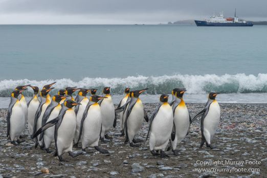 Elephant seals, Fur seal, King Penguins, Landscape, Nature, Photography, seascape, South Georgia, Travel, Wilderness, Wildlife