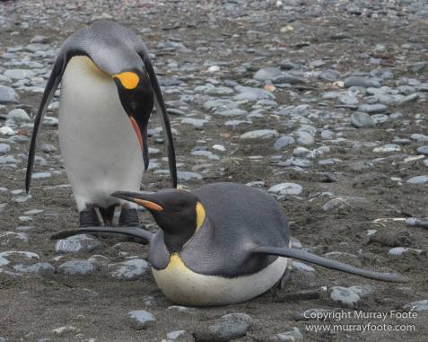 Elephant seals, Fur seal, King Penguins, Landscape, Nature, Photography, seascape, South Georgia, Travel, Wilderness, Wildlife