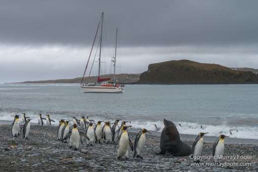 Elephant seals, Fur seal, King Penguins, Landscape, Nature, Photography, seascape, South Georgia, Travel, Wilderness, Wildlife