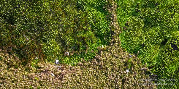 Fur seal, Landscape, Macro, Nature, Photography, seascape, South Georgia, Travel, Wilderness, Wildlife