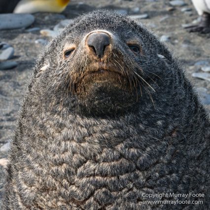 Elephant seals, Fur seal, King Penguins, Landscape, Nature, Photography, seascape, Snowy sheathbill, South Georgia, Travel, Wilderness, Wildlife