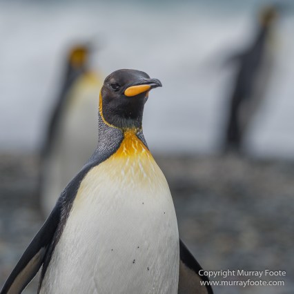Elephant seals, Fur seal, King Penguins, Landscape, Nature, Photography, seascape, South Georgia, Travel, Wilderness, Wildlife