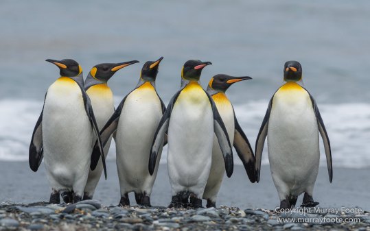 Elephant seals, Fur seal, King Penguins, Landscape, Nature, Photography, seascape, South Georgia, Travel, Wilderness, Wildlife