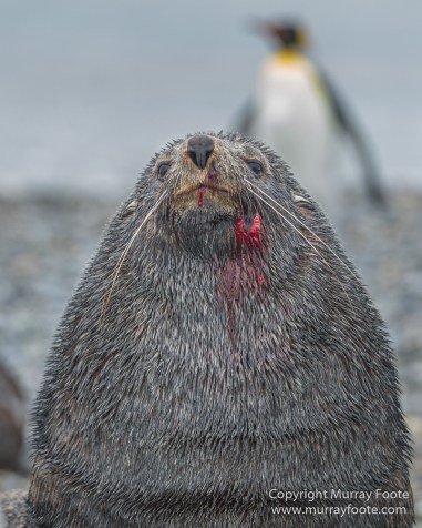 Elephant seals, Fur seal, King Penguins, Landscape, Nature, Photography, seascape, South Georgia, Travel, Wilderness, Wildlife