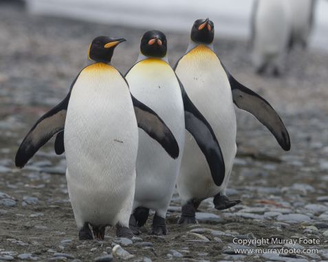 Elephant seals, Fur seal, King Penguins, Landscape, Nature, Photography, seascape, South Georgia, Travel, Wilderness, Wildlife