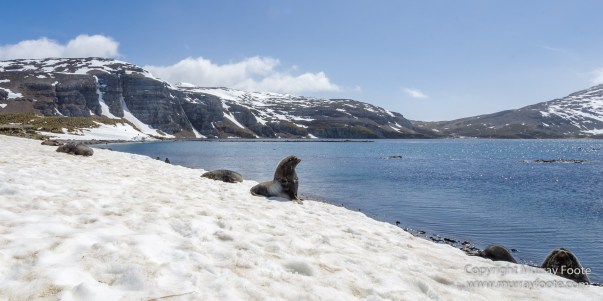 Fur seal, Landscape, Macro, Nature, Photography, seascape, South Georgia, Travel, Wilderness, Wildlife