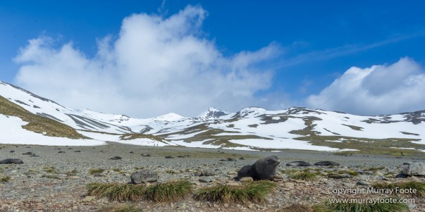 Fur seal, Landscape, Macro, Nature, Photography, seascape, South Georgia, Travel, Wilderness, Wildlife