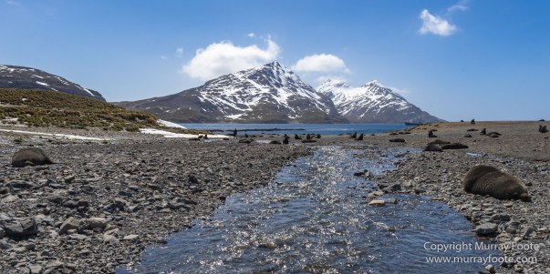 Fur seal, Landscape, Macro, Nature, Photography, seascape, South Georgia, Travel, Wilderness, Wildlife