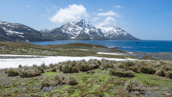 Fur seal, Landscape, Macro, Nature, Photography, seascape, South Georgia, Travel, Wilderness, Wildlife