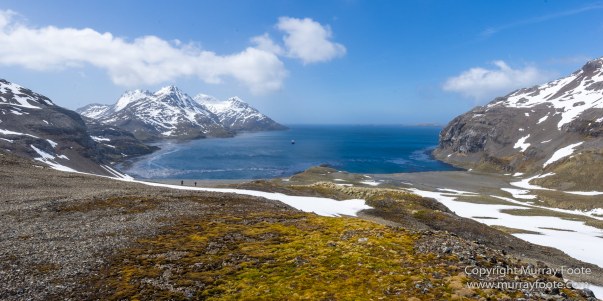 Fur seal, Landscape, Macro, Nature, Photography, seascape, South Georgia, Travel, Wilderness, Wildlife