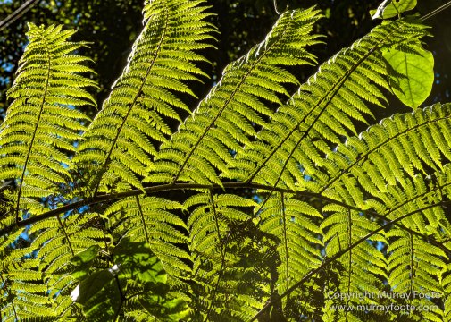 Australia, Binna Burra, Bruny Island, Bushwalking, Lamington National Park, Landscape, Nature, Photography, Queensland, Tasmania, Travel, Wildlife