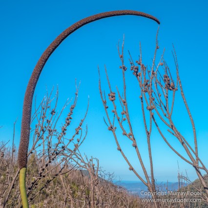 Australia, Binna Burra, Bruny Island, Bushwalking, Lamington National Park, Landscape, Nature, Photography, Queensland, Tasmania, Travel, Wildlife