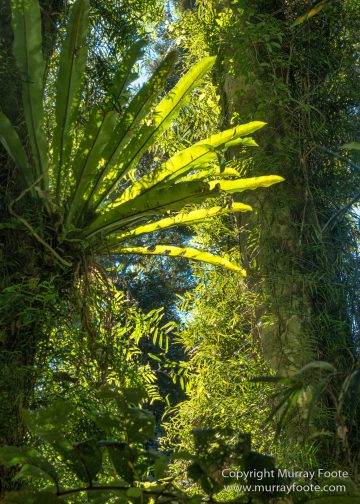 Australia, Binna Burra, Bruny Island, Bushwalking, Lamington National Park, Landscape, Nature, Photography, Queensland, Tasmania, Travel, Wildlife