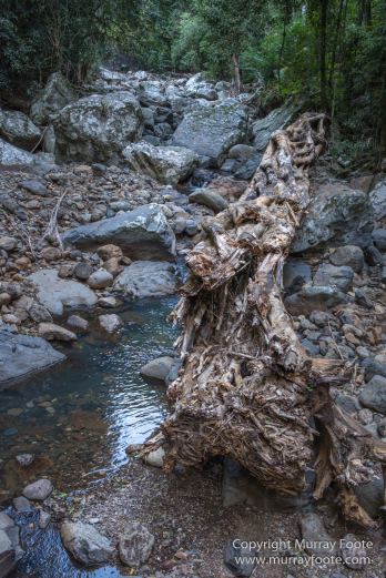 Australia, Binna Burra, Bush Turkey, Bushwalking, Coomera Circuit, Lamington National Park, Landscape, Natural Bridge, Nature, Photography, Queensland, Travel, Wildlife