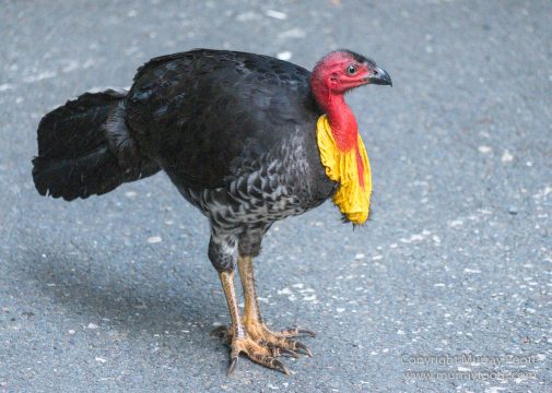 Australia, Binna Burra, Bush Turkey, Bushwalking, Coomera Circuit, Lamington National Park, Landscape, Natural Bridge, Nature, Photography, Queensland, Travel, Wildlife