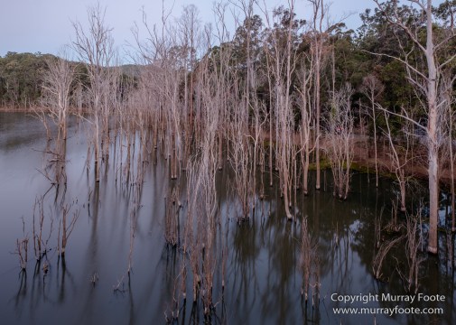 Australia, Binna Burra, Bush Turkey, Bushwalking, Coomera Circuit, Lamington National Park, Landscape, Natural Bridge, Nature, Photography, Queensland, Travel, Wildlife