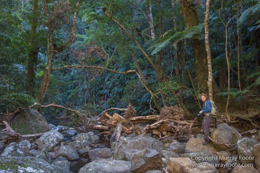 Australia, Binna Burra, Bush Turkey, Bushwalking, Coomera Circuit, Lamington National Park, Landscape, Natural Bridge, Nature, Photography, Queensland, Travel, Wildlife