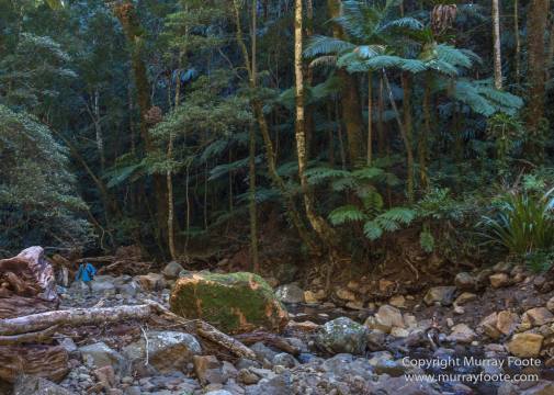 Australia, Binna Burra, Bush Turkey, Bushwalking, Coomera Circuit, Lamington National Park, Landscape, Natural Bridge, Nature, Photography, Queensland, Travel, Wildlife