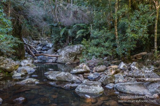 Australia, Binna Burra, Bush Turkey, Bushwalking, Coomera Circuit, Lamington National Park, Landscape, Natural Bridge, Nature, Photography, Queensland, Travel, Wildlife