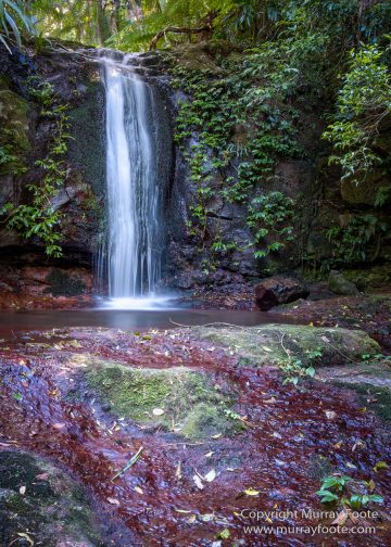 Australia, Binna Burra, Bush Turkey, Bushwalking, Coomera Circuit, Lamington National Park, Landscape, Natural Bridge, Nature, Photography, Queensland, Travel, Wildlife
