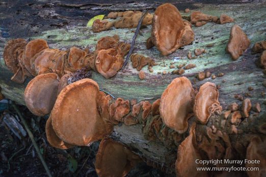 Australia, Binna Burra, Bush Turkey, Bushwalking, Coomera Circuit, Lamington National Park, Landscape, Natural Bridge, Nature, Photography, Queensland, Travel, Wildlife