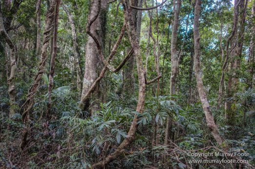 Australia, Binna Burra, Bush Turkey, Bushwalking, Coomera Circuit, Lamington National Park, Landscape, Natural Bridge, Nature, Photography, Queensland, Travel, Wildlife