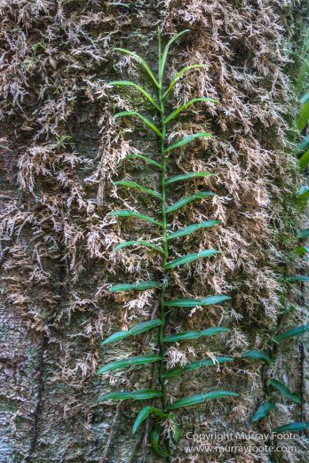 Australia, Binna Burra, Bush Turkey, Bushwalking, Coomera Circuit, Lamington National Park, Landscape, Natural Bridge, Nature, Photography, Queensland, Travel, Wildlife
